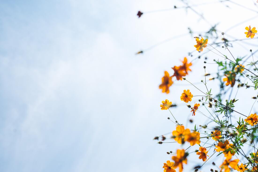 Sky and yellow flowers